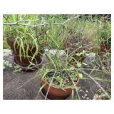 (3) Garden Planters (3) Garden Planters