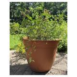 Plastic Garden Rose Pottery Plastic Garden Rose Pottery
