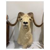 Dall Sheep Mounted Bust 28� Dall Sheep Mounted Bust 28�
