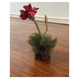 Amaryllis plant on a pine cone vase 20" tall Amaryllis plant on a pine cone vase 20" tall