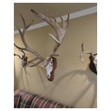 Mounted 14 Point Deer or Elk Skull w/Huge Antlers Mounted 14 Point Deer or Elk Skull w/Huge Antlers