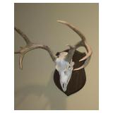 8 Point Mounted Deer Skull w/Antlers 8 Point Mounted Deer Skull w/Antlers