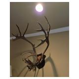 Moose Antlers Moose Antlers