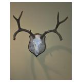 Deer Skull w/Antlers Deer Skull w/Antlers