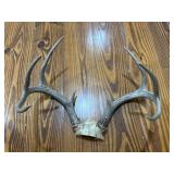 Deer Antler Rack Horn 14� Deer Antler Rack Horn 14�