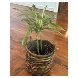 Wicker Basket With Dragon Tree Pot 27" tall Wicker Basket With Dragon Tree Pot 27" tall