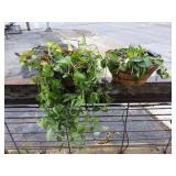 (2) Metal Baskets w/Plants