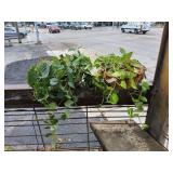 (2) Hanging Baskets w/Plants