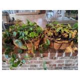 (2) Metal Hanging Baskets w/Heart Ivy