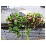 (2) Metal Hanging Baskets w/Devil