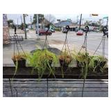 (5) Plastic Hanging Baskets w/Plants