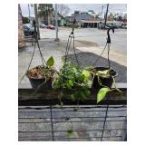 (3) Plastic Baskets w/Devil