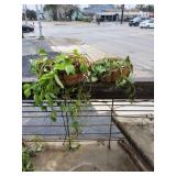 {2} Hanging Baskets w/Ivy