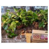 (2) Hanging Baskets w/Devil