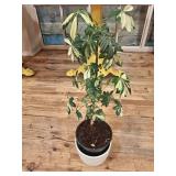 Small Planter with Variegated Ficus