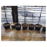 (7) Plastic Hanging Baskets