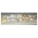 Assorted Seashells