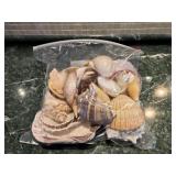 Gallon Bag of Seashells
