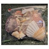Gallon Bag of Seashells