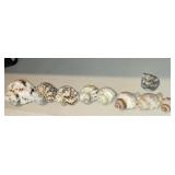 Assorted Seashells