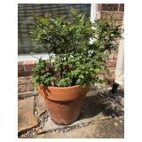 Terracotta Pot w/Rose Bush