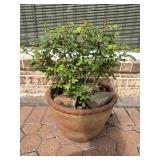 Terracotta Pot w/Rose Bush