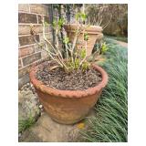 Terracotta Pot w/Hydrangea