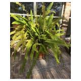 Queen Fern in Terracotta Pot