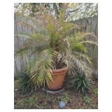 Planter w/Large Pygmy Date Palm