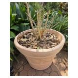 Planter w/Unknown Pant