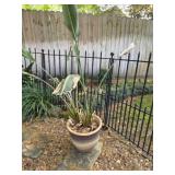 Terracotta Pot w/Bird of Paradise