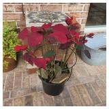 Potted Poinsettia