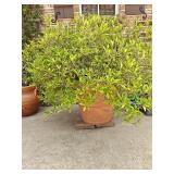 Large Terra Cotta Pot with Plant