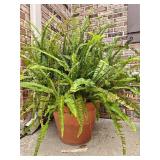 Large Terra Cotta Pot with Queen Fern