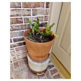 Plan 'A' Planter w/Christmas Cactus, Crock