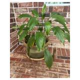 Potted Peace Lily
