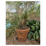 Planter w/Pygmy Date Palm
