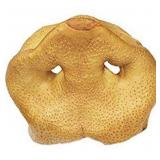 (5) Redbarn pig snout dog treat