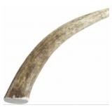 (1) Red Barn White Deer Antler SM