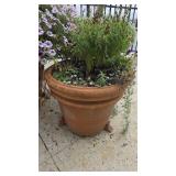 Plant in 18in Pot