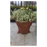 18in Terra Cotta Pot w/Sweet Alyssum