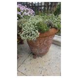 Sweet Alyssum in 24in Pot