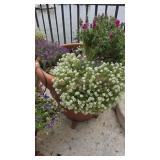 Sweet Alyssum & Other Plants in 24in Pot