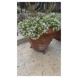 Sweet Alyssum in 24in Pot