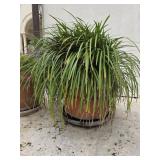 Mondo Grass in Clay Pot