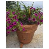 Superbells in 18in Pot