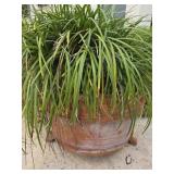 Modon Grass in 24in Pot