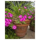 Mondo Grass in 18in Pot