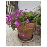 Petunias in Clay Pot