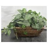 Syngonium Artificial Plant  on Wicker Basket